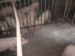 ����U�z�̂d�l�ɌQ�����